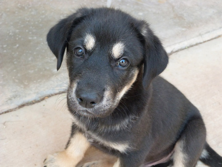 chinook dog